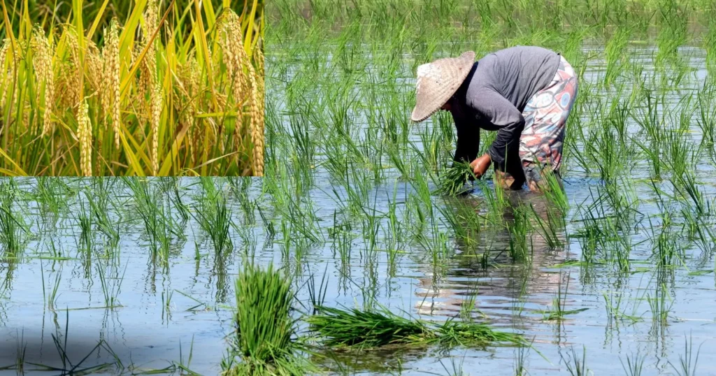 ইরি ধানের চাষ পদ্ধতি