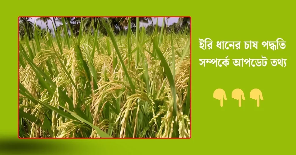 ইরি ধানের চাষ পদ্ধতি