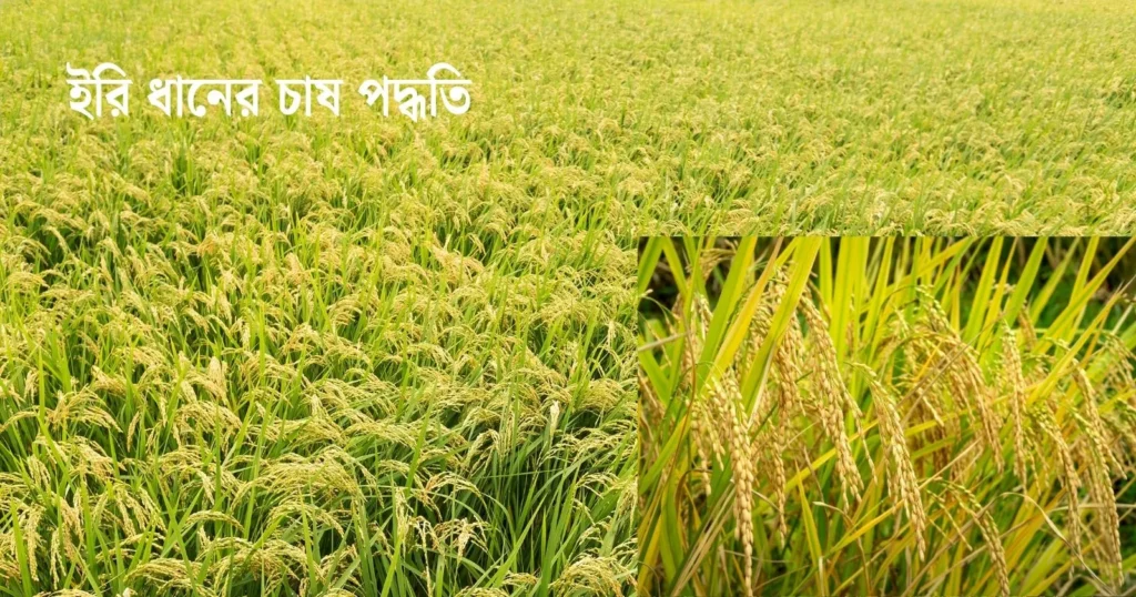 ইরি ধানের চাষ পদ্ধতি