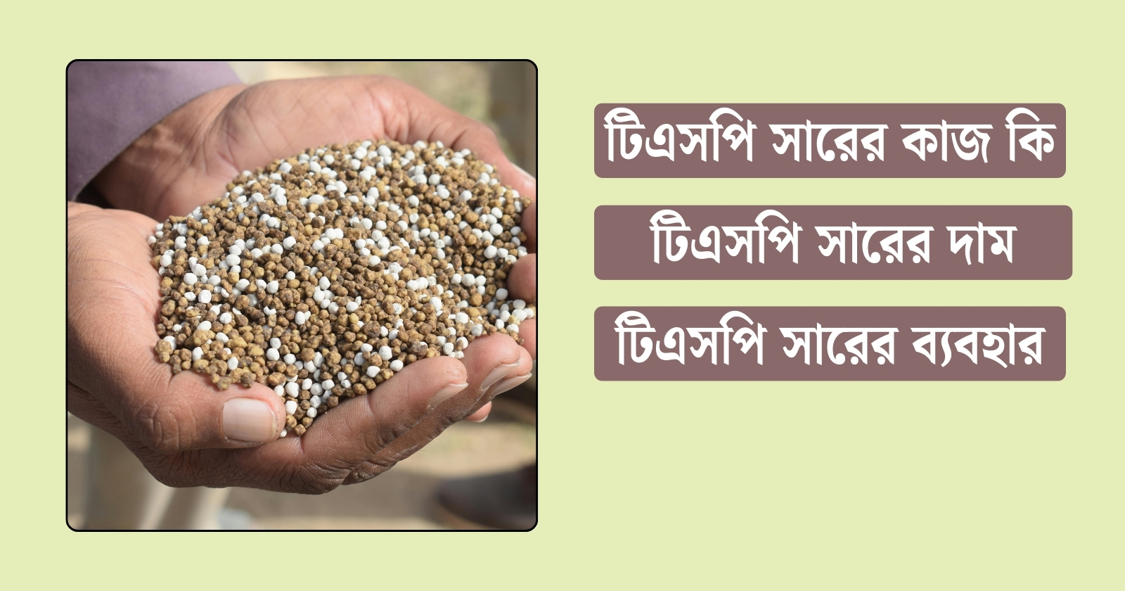 টিএসপি সারের কাজ কি