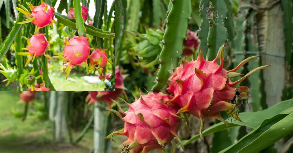 ড্রাগন ফলের উপকারিতা
