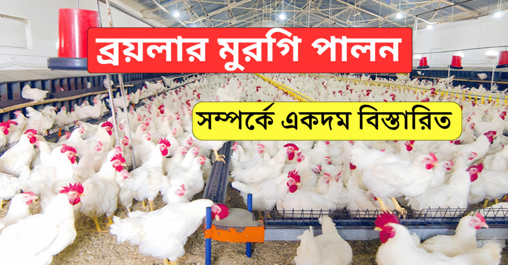 ব্রয়লার মুরগি পালন