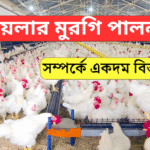 ব্রয়লার মুরগি পালন