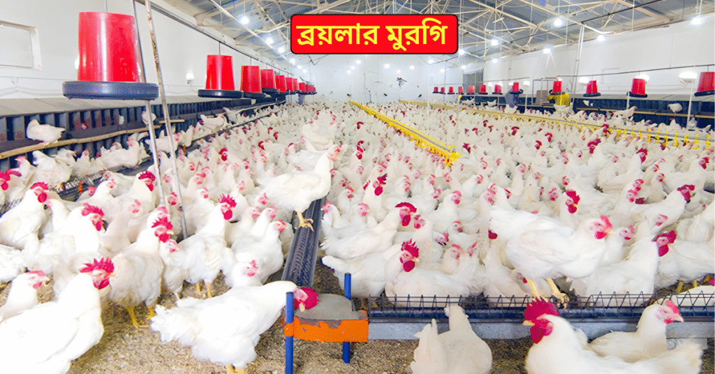 ব্রয়লার মুরগি পালন