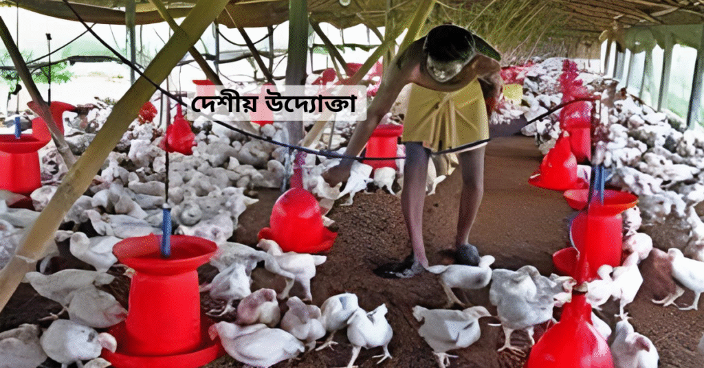 ব্রয়লার মুরগি পালন