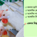 ব্রয়লার মুরগির ভ্যাকসিন