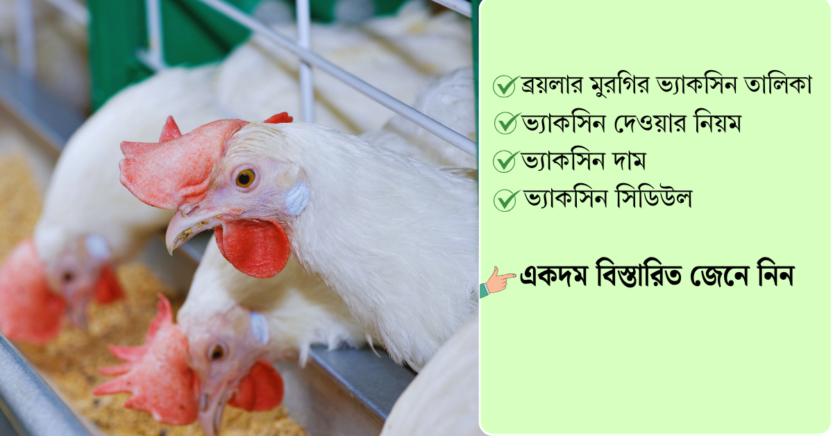 ব্রয়লার মুরগির ভ্যাকসিন