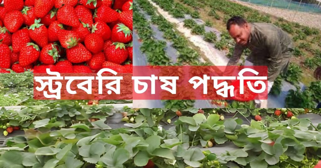 স্ট্রবেরি চাষ পদ্ধতি