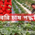 স্ট্রবেরি চাষ পদ্ধতি