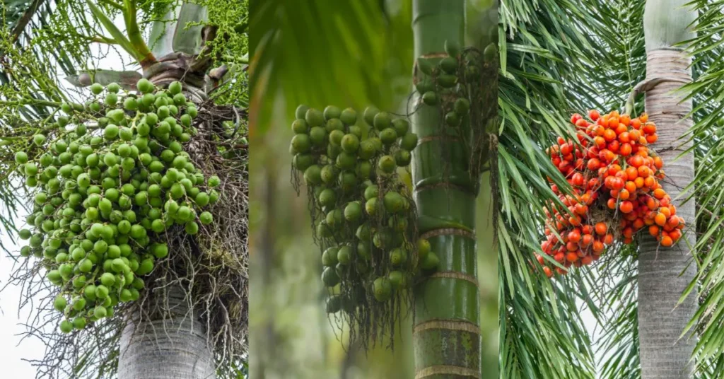 সুপারি চাষ পদ্ধতি