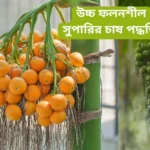 সুপারি চাষ পদ্ধতি