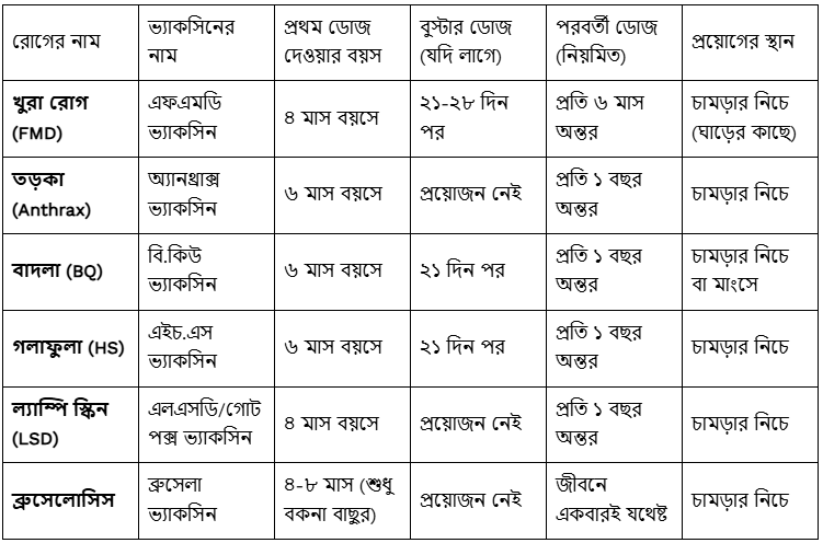 গরুর ভ্যাকসিন