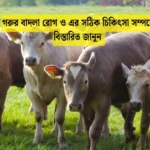 গরুর বাদলা রোগ