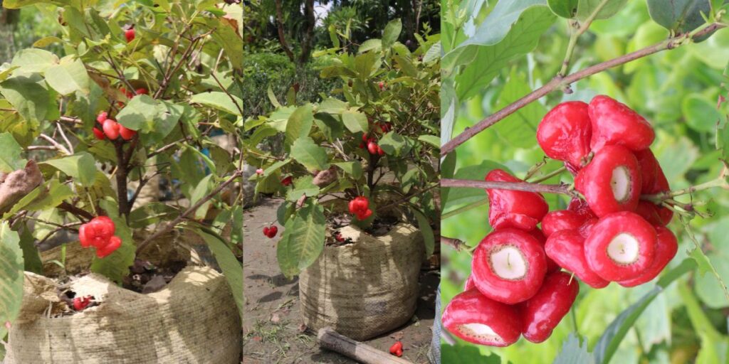 জামরুল ফলের উপকারিতা