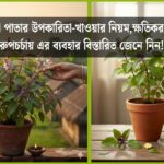তুলসী পাতার উপকারিতা