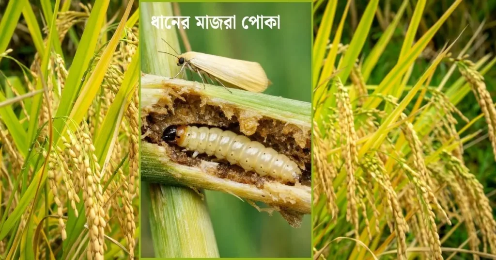 ধানের মাজরা পোকা দমন