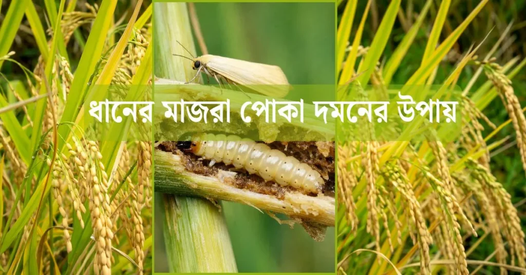 ধানের মাজরা পোকা দমন