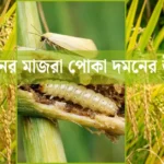 ধানের মাজরা পোকা দমন