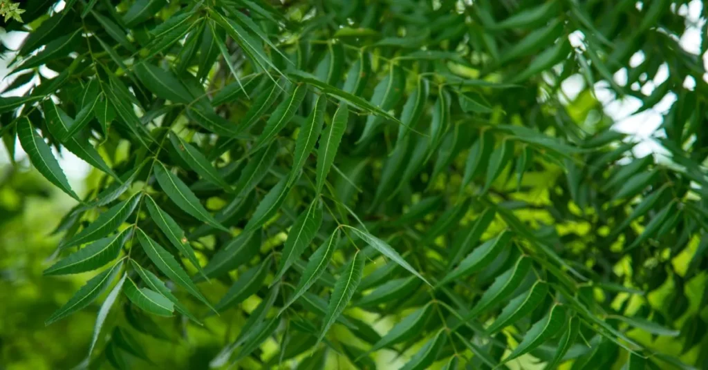 নিম পাতার উপকারিতা