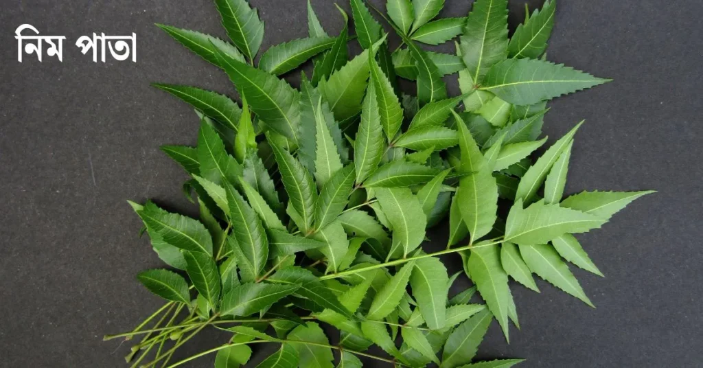 নিম পাতার ব্যবহার