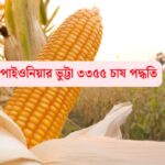 পাইওনিয়ার ভুট্টা ৩৩৫৫ চাষ