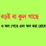 বড়ই ফল