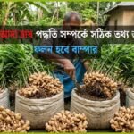 বস্তায় আদা চাষ পদ্ধতি