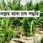 বস্তায় আদা চাষ