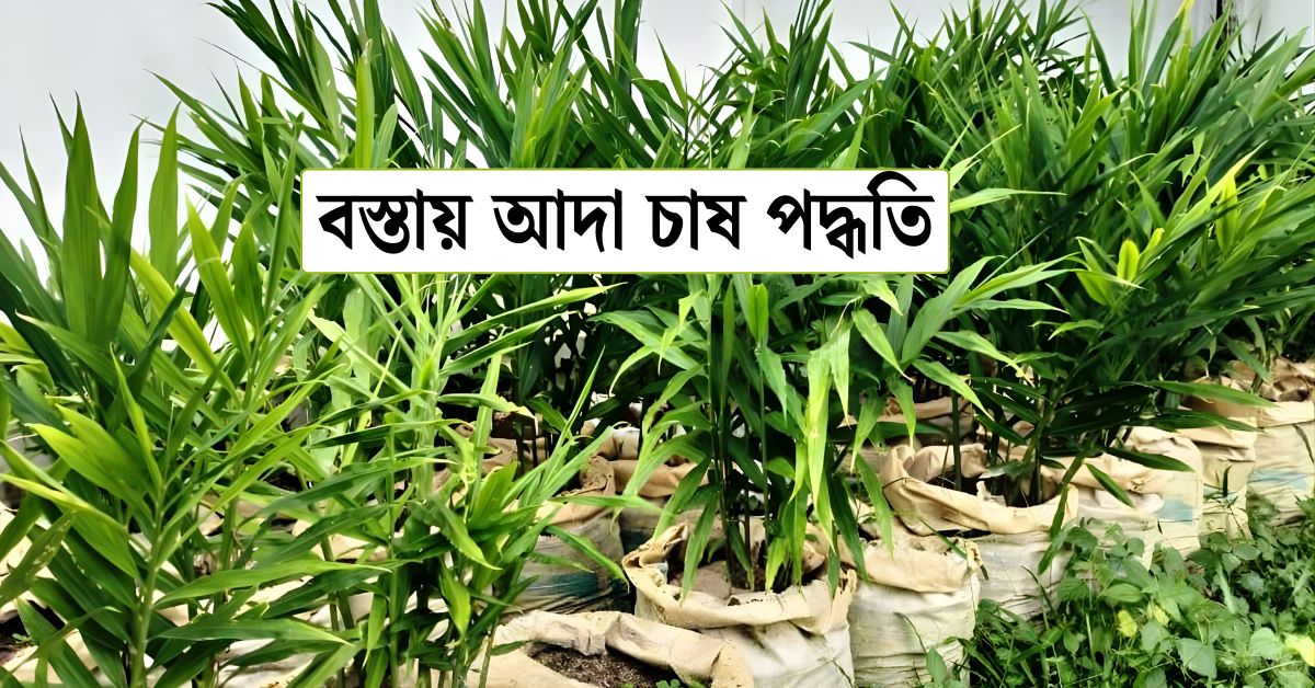 বস্তায় আদা চাষ