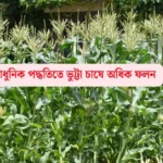 ভুট্টা চাষ
