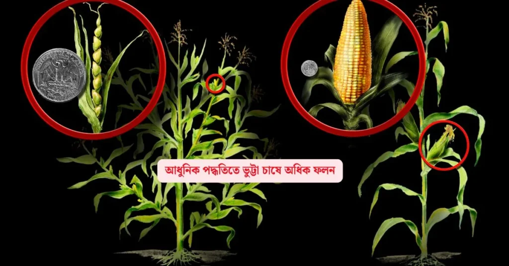 ভুট্টা চাষ