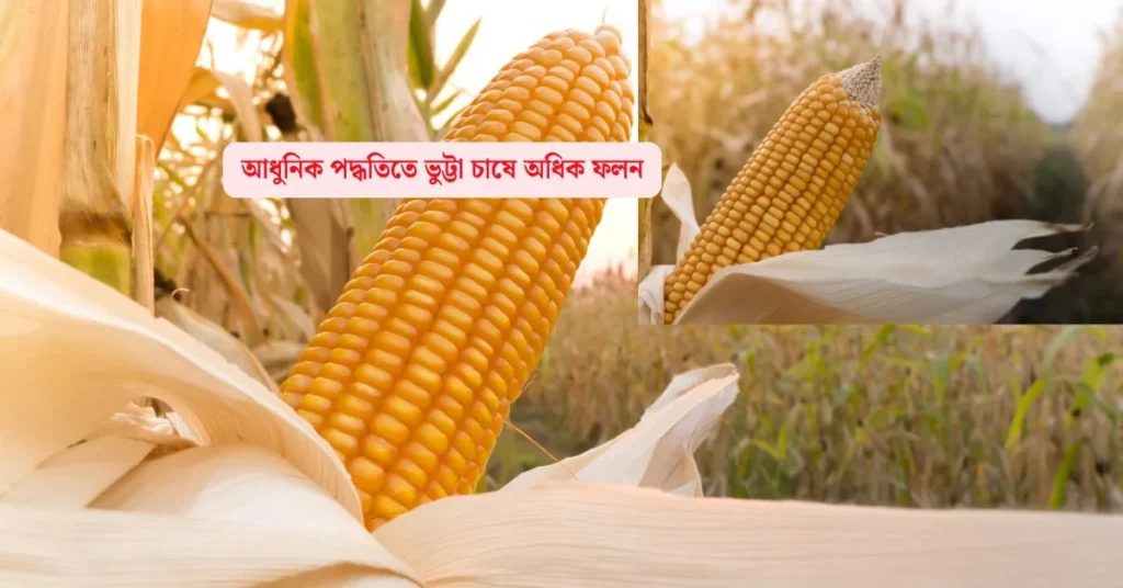 ভুট্টা চাষ পদ্ধতি