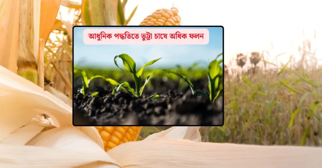 ভুট্টা চাষ পদ্ধতি