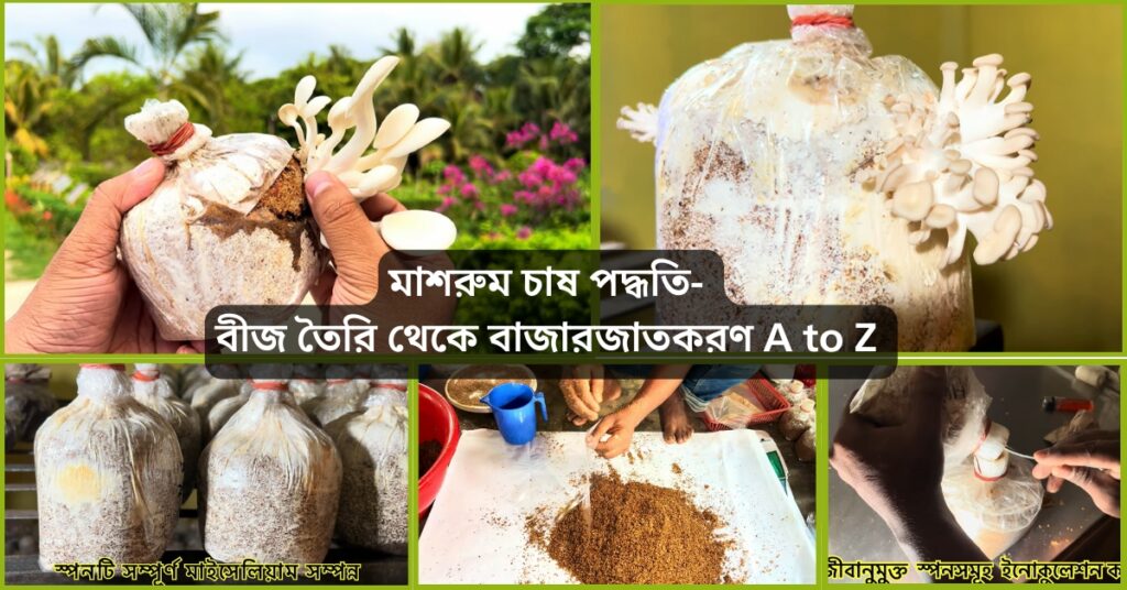মাশরুম চাষ