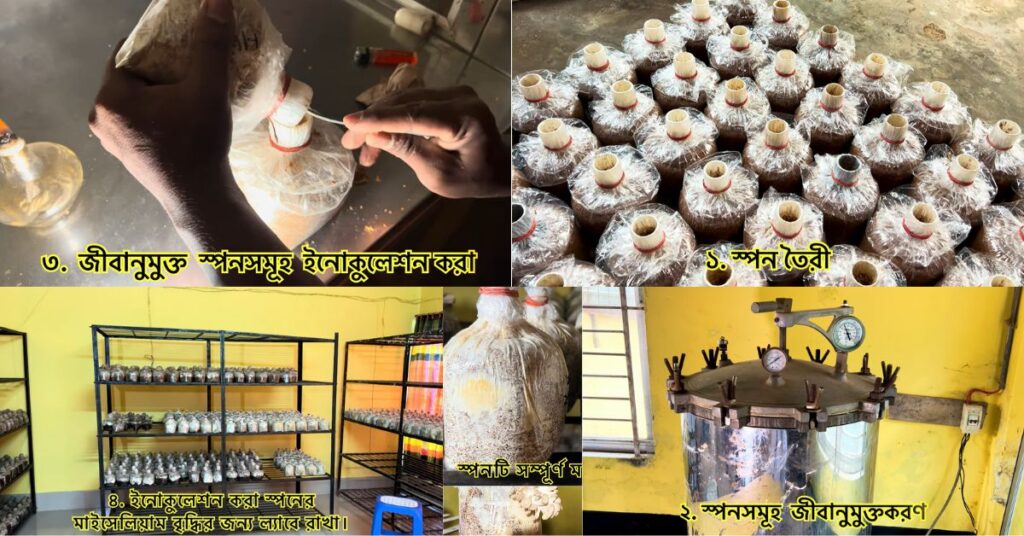 মাশরুম চাষ