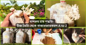 মাশরুম চাষ
