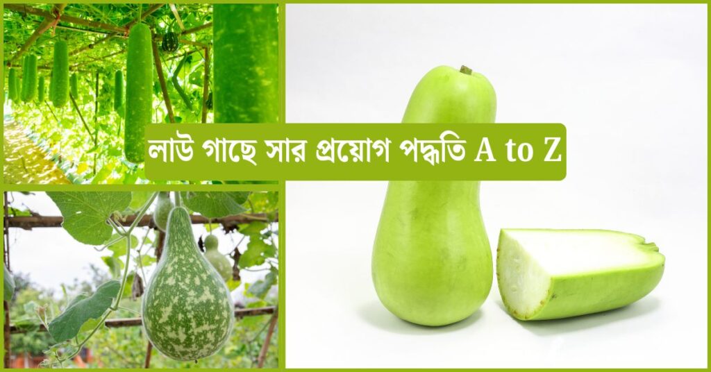 লাউ গাছে সার প্রয়োগ