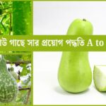 লাউ গাছে সার প্রয়োগ