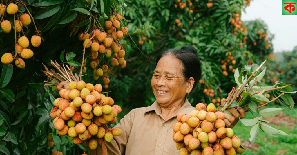 লিচু চাষ পদ্ধতি