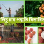 লিচু চাষ পদ্ধতি