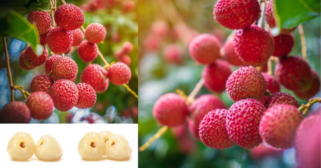 লিচু চাষ পদ্ধতি