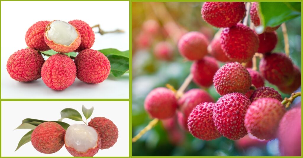 লিচু চাষ পদ্ধতি