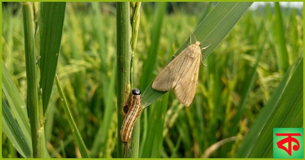 কালোমাথা মাজরা পোকা