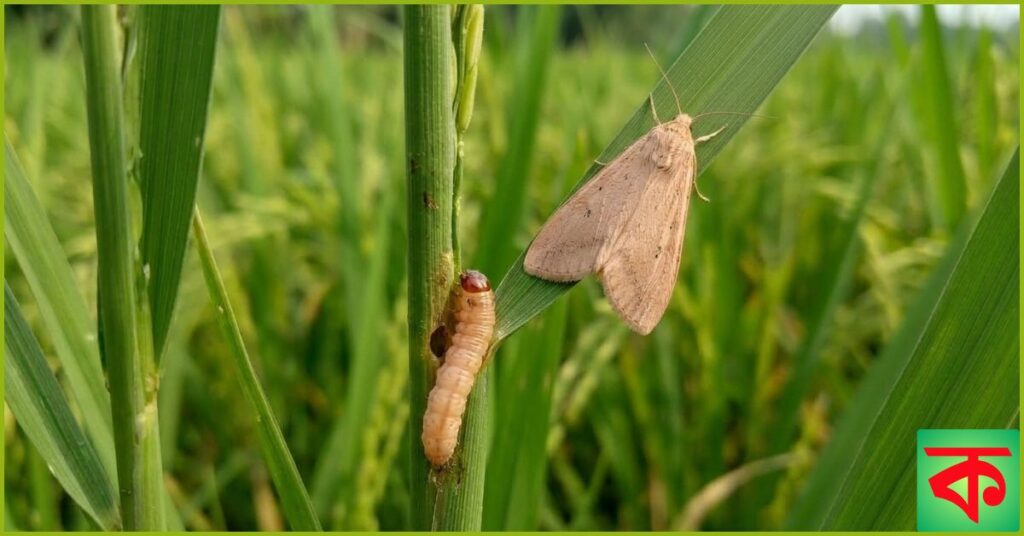 গোলাপী মাজরা পোকা