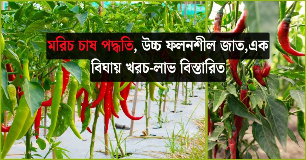 মরিচ চাষ পদ্ধতি