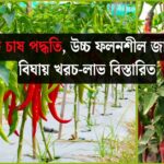 মরিচ চাষ পদ্ধতি