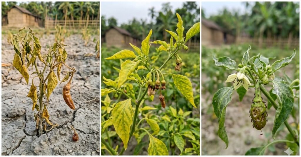 মরিচ চাষ পদ্ধতি