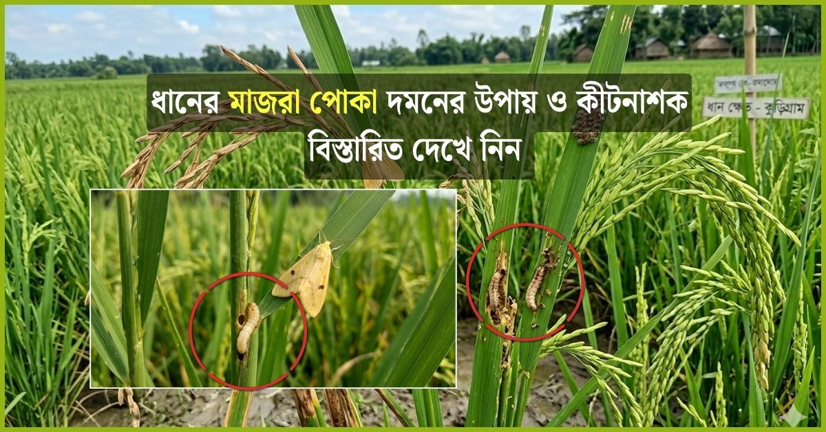 মাজরা পোকা